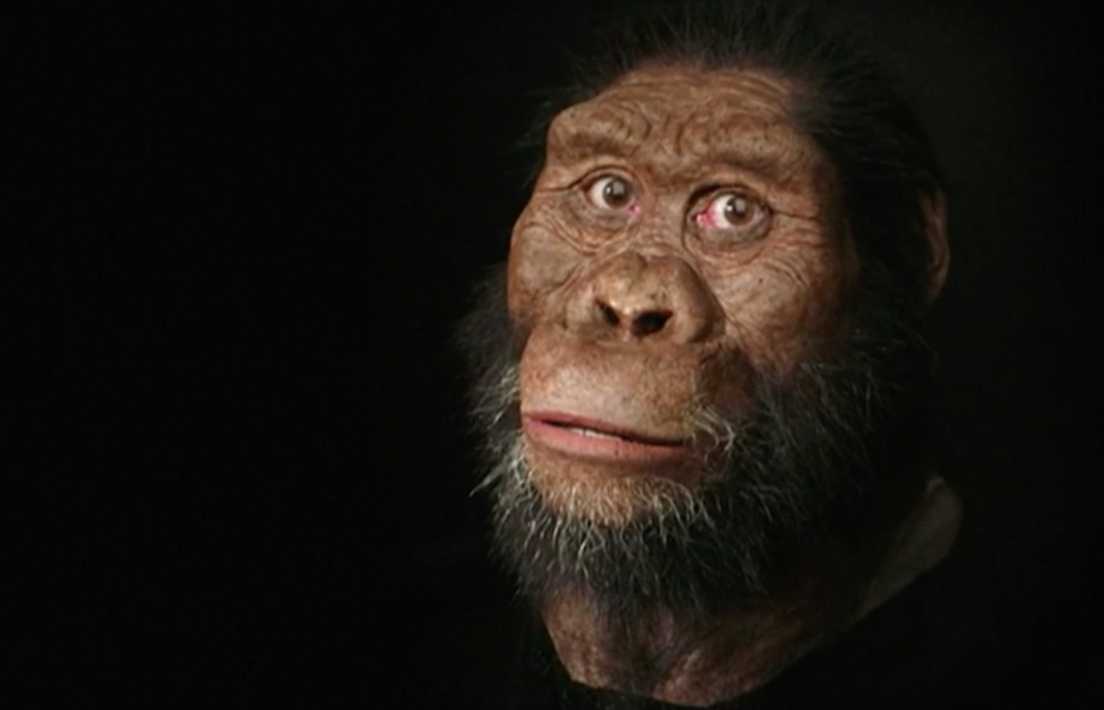 Descubren el cráneo de un Australopithecus de hace más de 3,8 millones de años