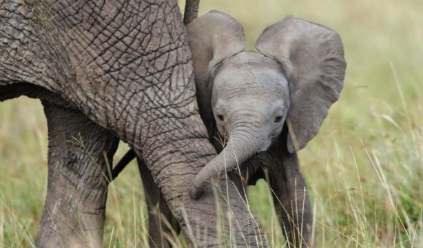 Las 3 especies de elefantes que existen se encuentran a punto de extinguirse, según WWF. EuropaPress