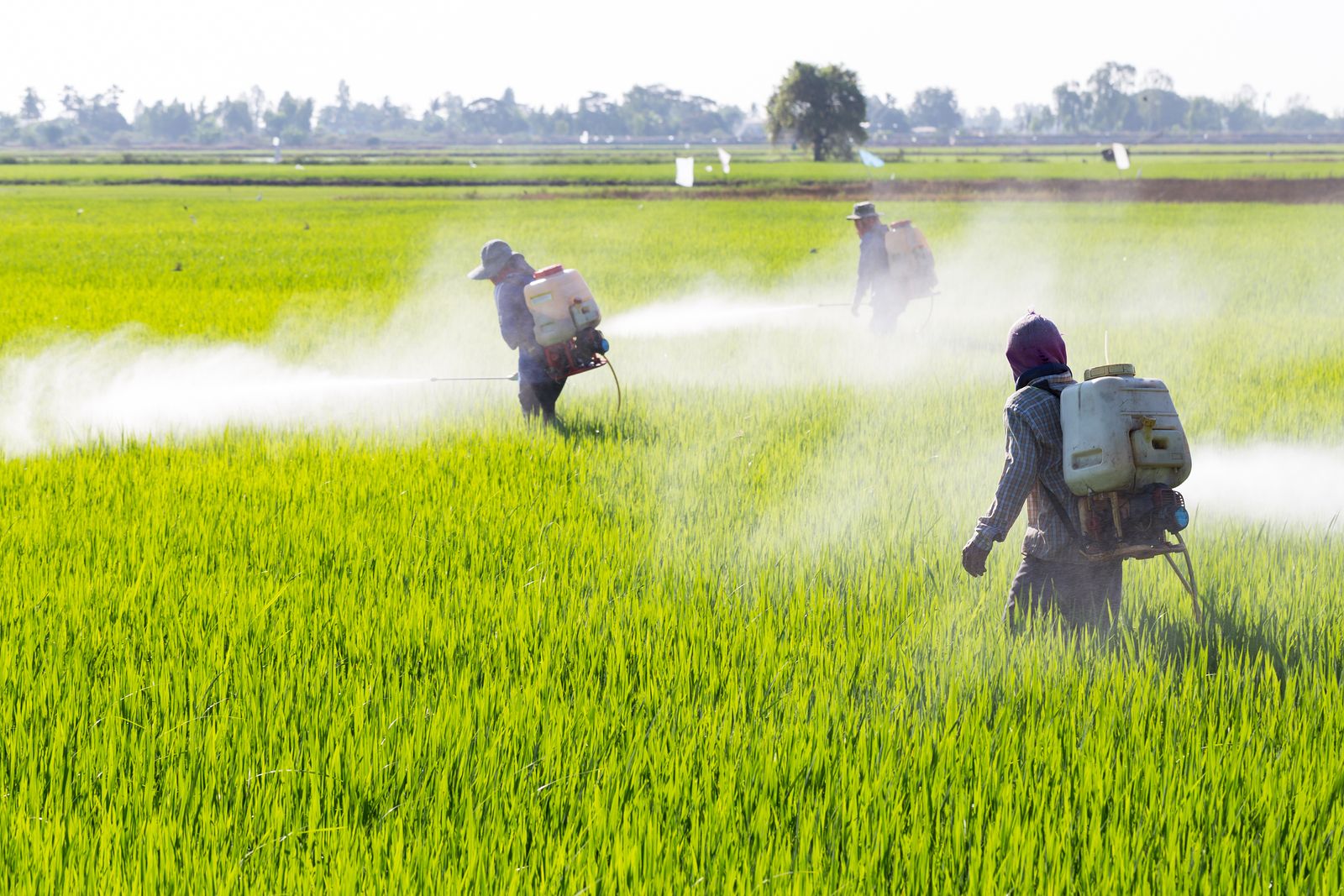 Residuos de pesticidas en los alimentos