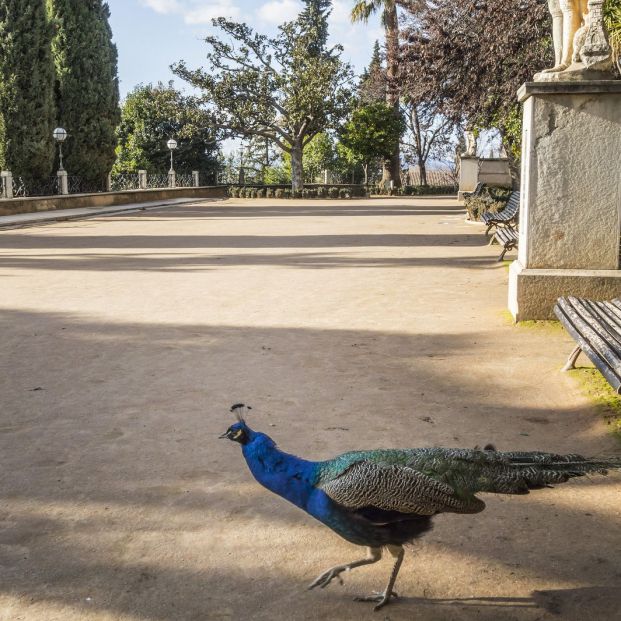 Jardín de El Carmen de los Mártires, Granada