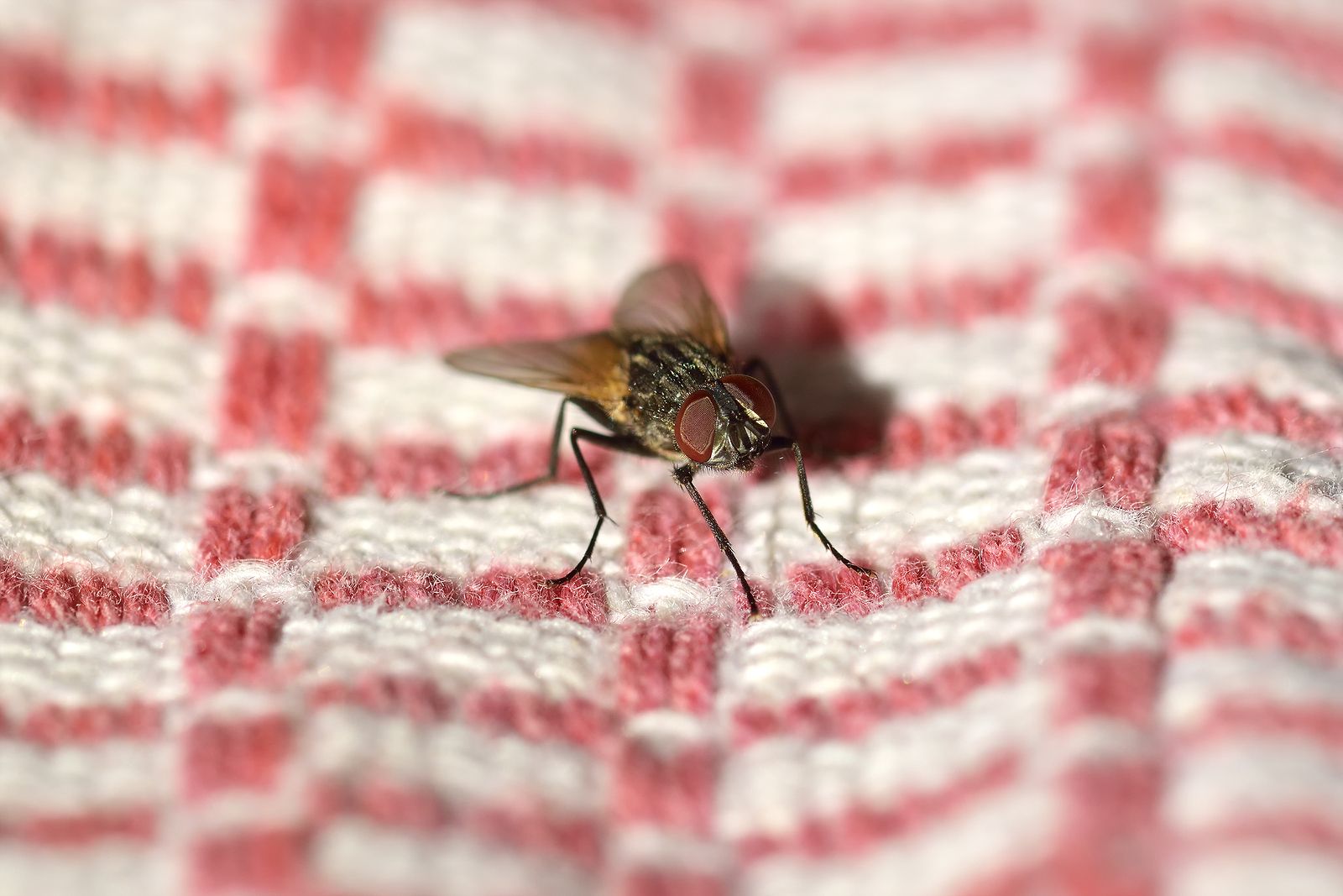 Cómo evitar que las moscas se reproduzcan en casa