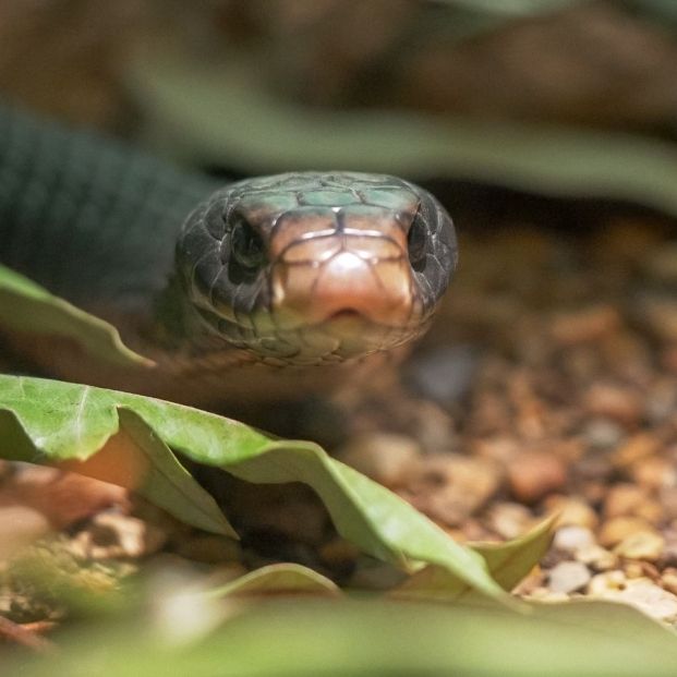 modedura de serpiente