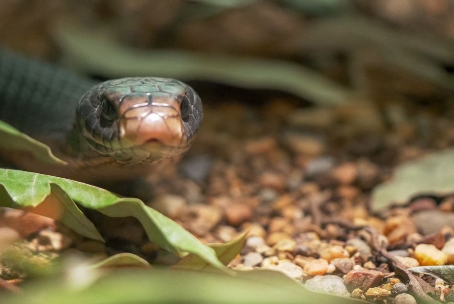 modedura de serpiente