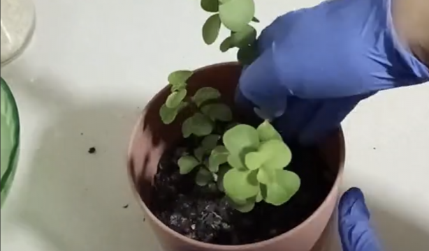 Con este truco tus plantas resistirán el frío durante todo el invierno