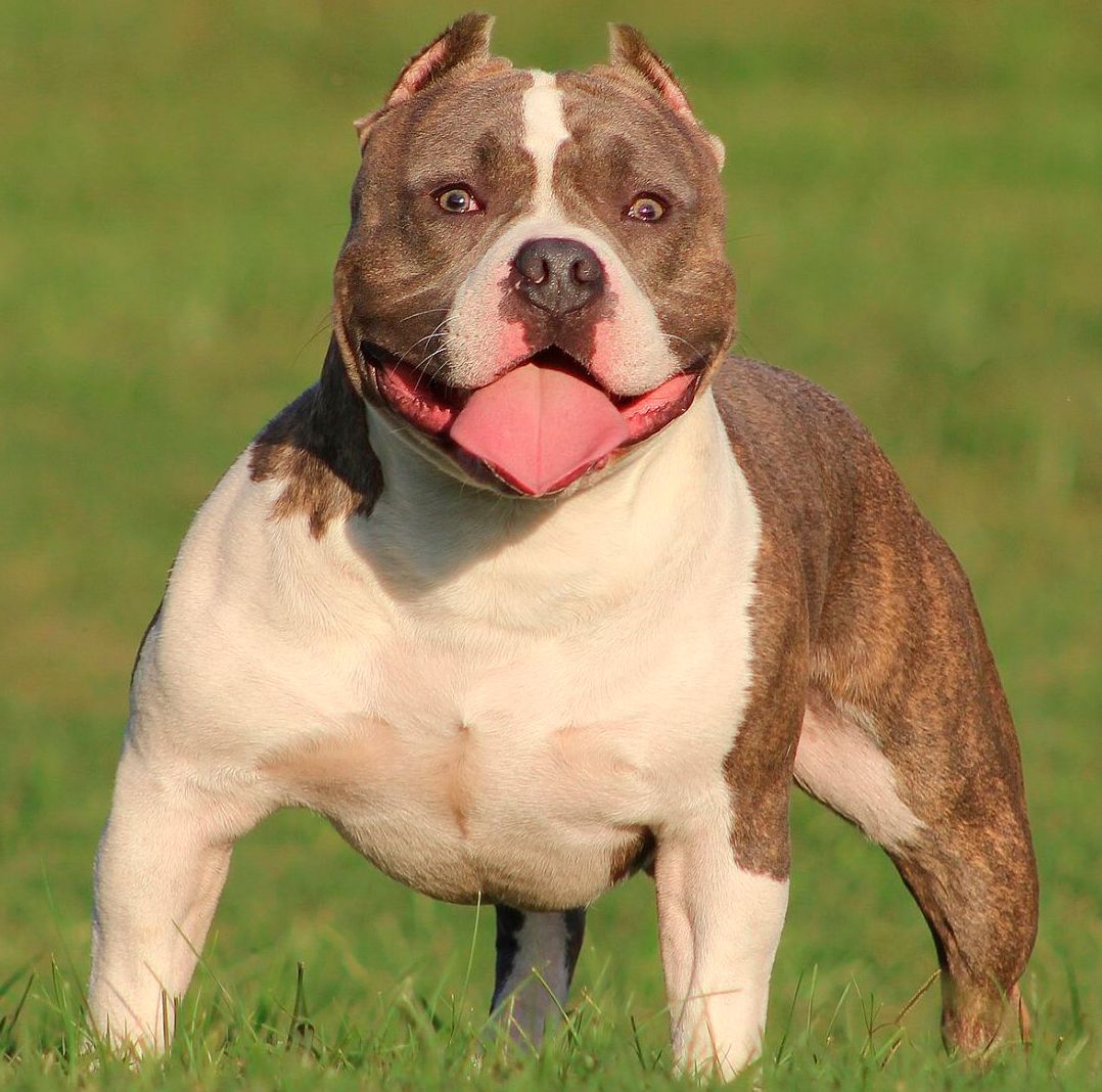 Perro American Bully