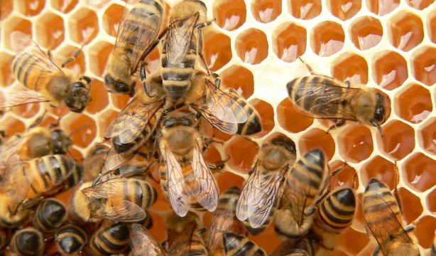 De ruta por los mejores productos ecológicos de la Comunidad de Madrid