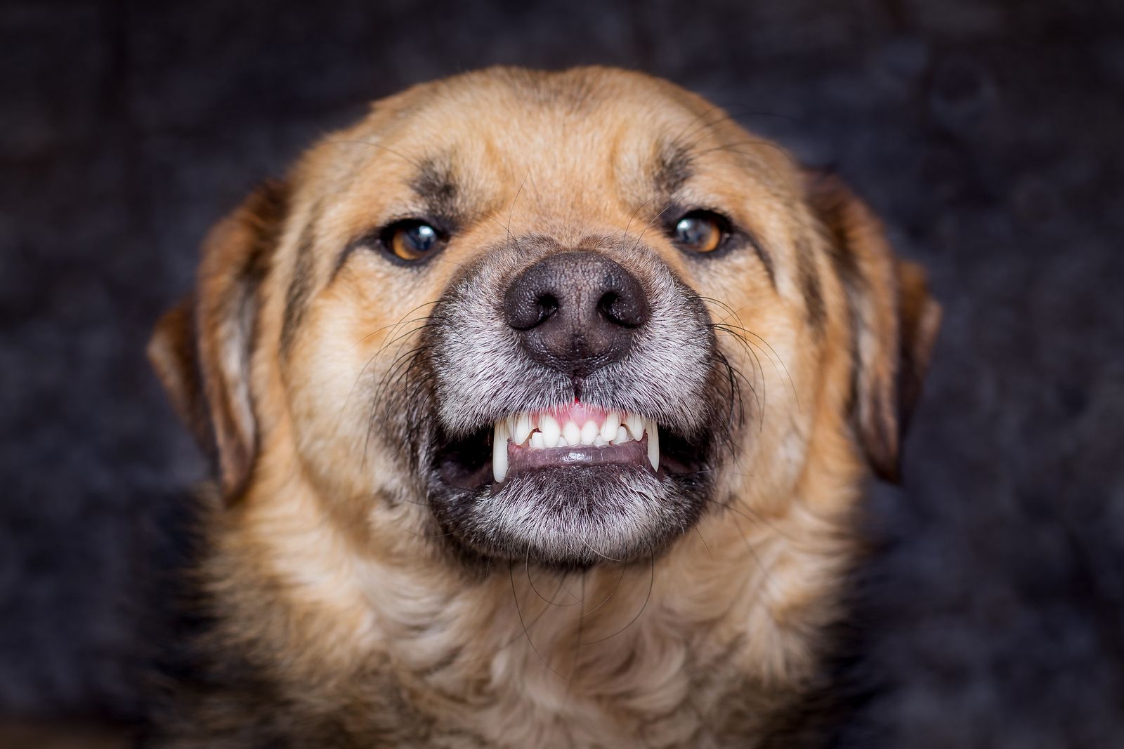 Descubre si tu perro es dominante con estas sencillas pautas