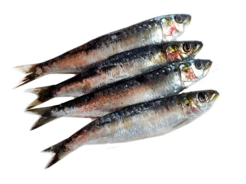 Sardinas