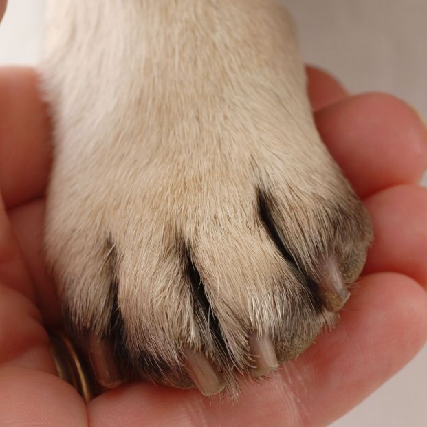 Persona sosteniendo la pata de un perro