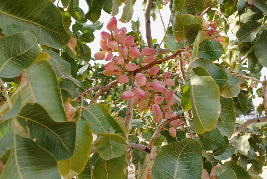 La Comunidad de Madrid investiga nuevos usos culinarios y nutricionales del pistacho La Comunidad de Madrid investiga nuevos usos culinarios y nutricionales del pistacho