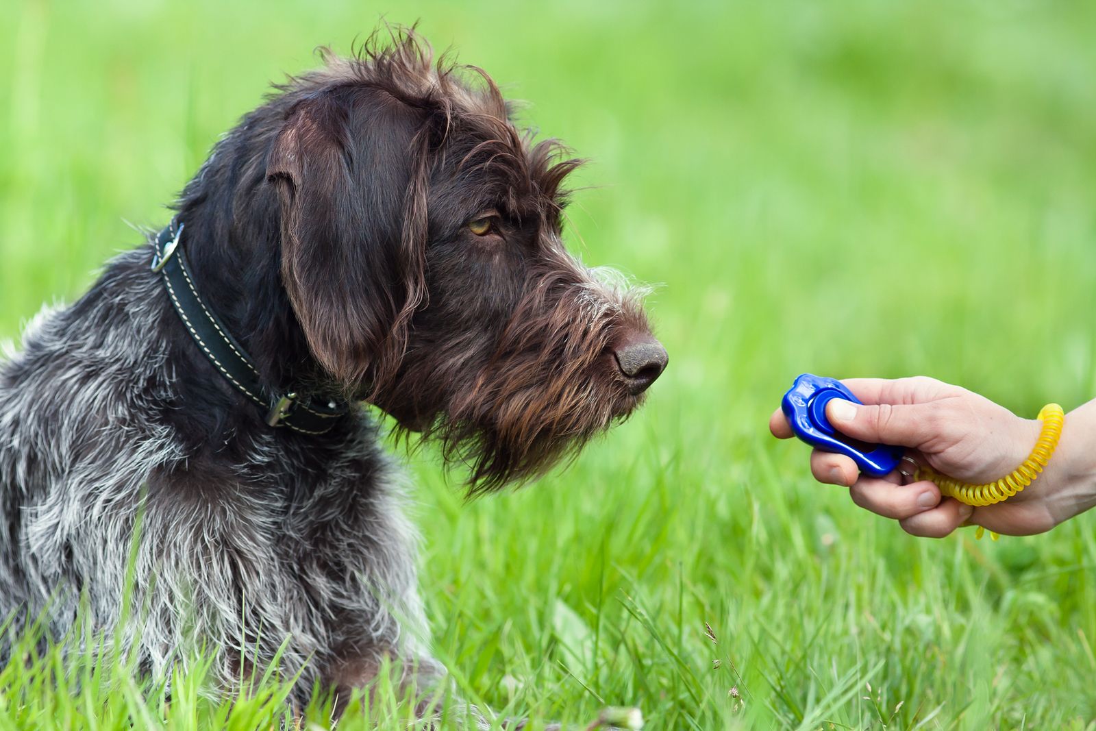 Aprende a utilizar el clicker para entrenar a tu mascota