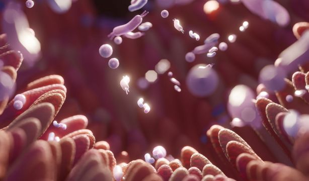 Regenerar tu microbiota es más sencillo de lo que parece: esta es la clave Regenerar tu microbiota es más sencillo de lo que parece: esta es la clave