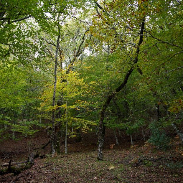 Hayedo de Montejo: un bosque de cuento a una hora de Madrid al que solo se puede acceder por sorteo Hayedo de Montejo: un bosque de cuento a una hora de Madrid al que solo se puede acceder por sorteo