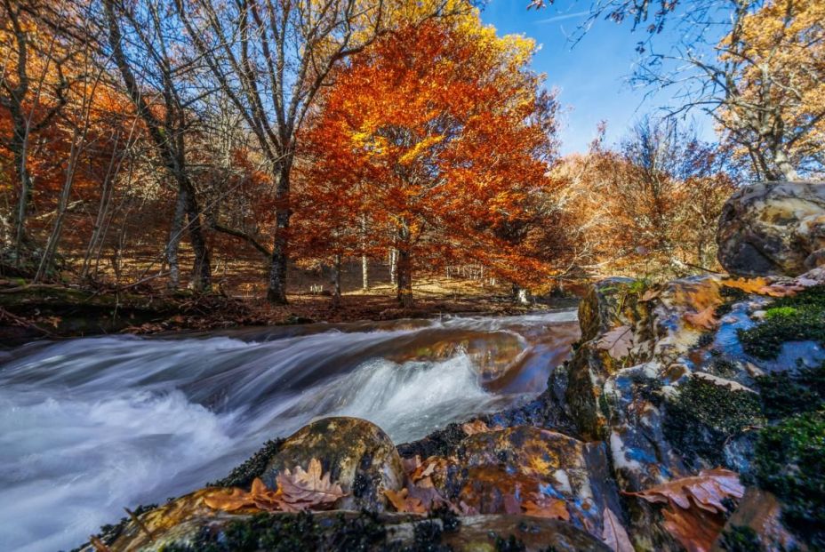 Hayedo de Montejo: un bosque de cuento a una hora de Madrid al que solo se puede acceder por sorteo Hayedo de Montejo: un bosque de cuento a una hora de Madrid al que solo se puede acceder por sorteo