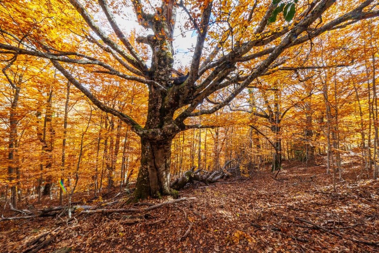Hayedo de Montejo: un bosque de cuento a una hora de Madrid al que solo se puede acceder por sorteo Hayedo de Montejo: un bosque de cuento a una hora de Madrid al que solo se puede acceder por sorteo
