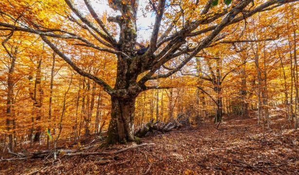 Hayedo de Montejo: un bosque de cuento a una hora de Madrid al que solo se puede acceder por sorteo