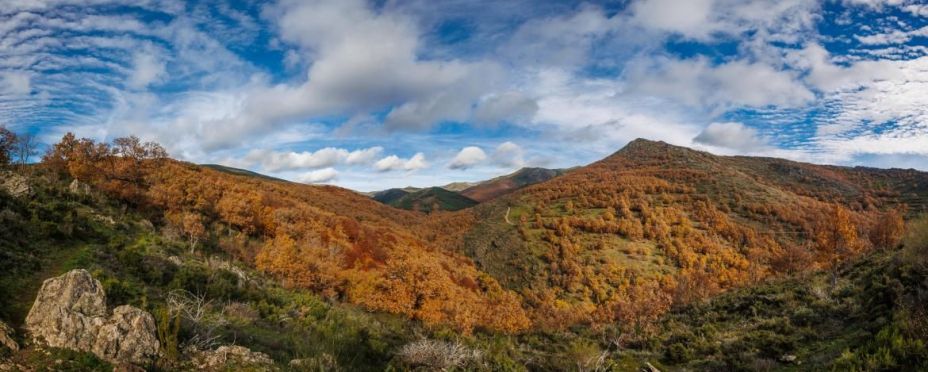 Hayedo de Montejo: un bosque de cuento a una hora de Madrid al que solo se puede acceder por sorteo Hayedo de Montejo: un bosque de cuento a una hora de Madrid al que solo se puede acceder por sorteo