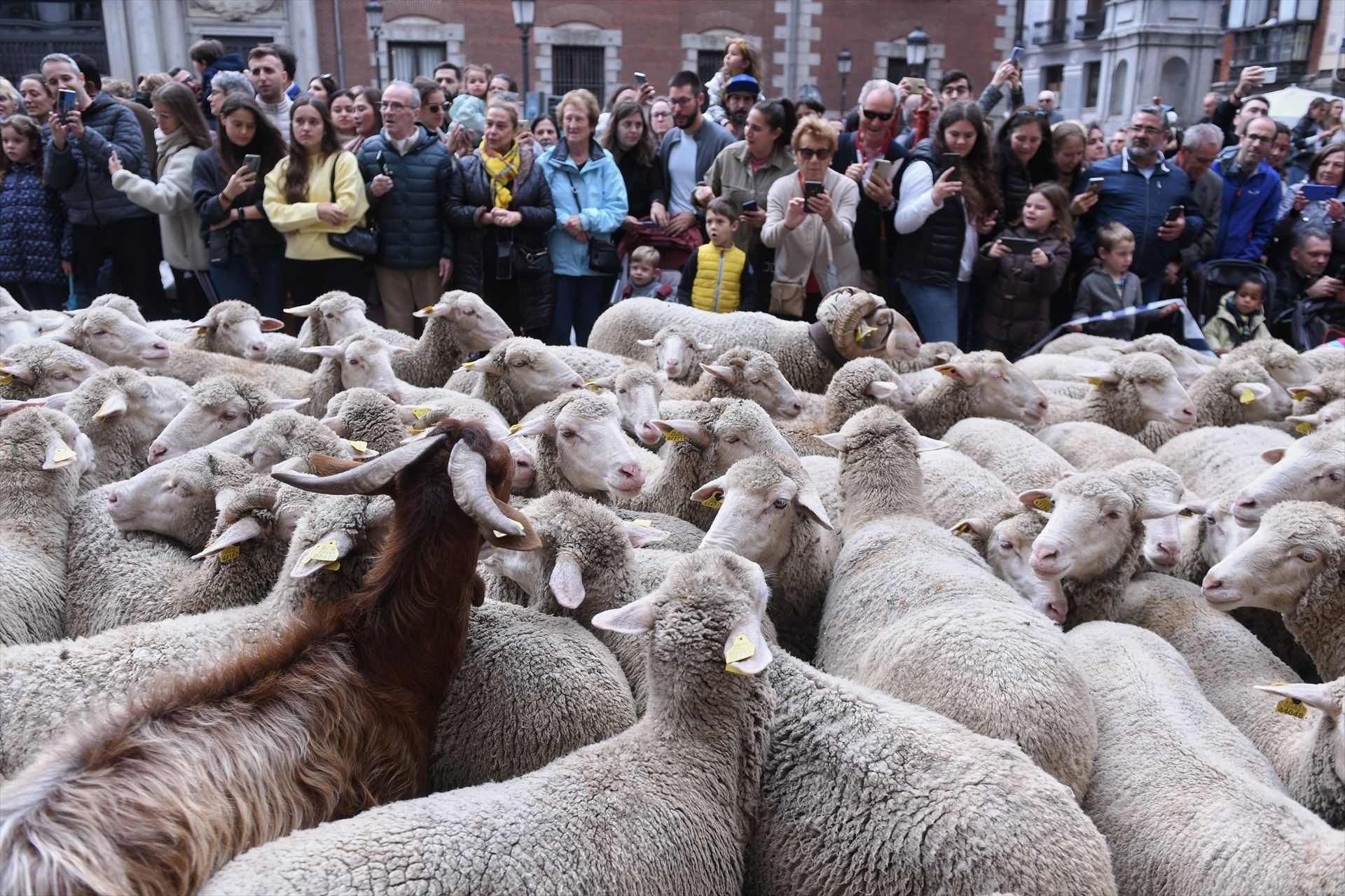 Fiesta de la Trashumancia 2025: un gran rebaño de ovejas tomará de nuevo Madrid este 19 de octubre