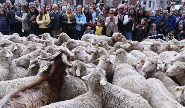 Fiesta de la Trashumancia 2025: un gran rebaño de ovejas tomará de nuevo Madrid este 19 de octubre