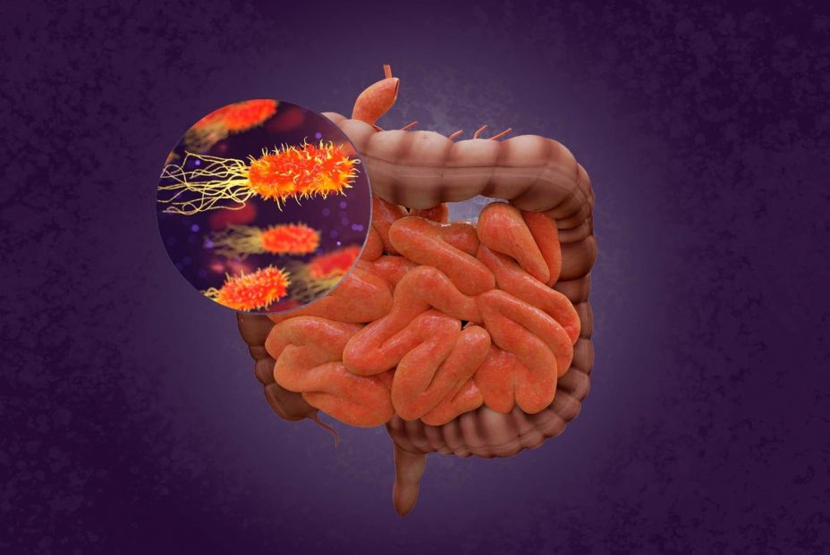Una conexión intestino-cerebro también participa en la generación de recuerdos, según un estudio Una conexión intestino-cerebro también participa en la generación de recuerdos, según un estudio