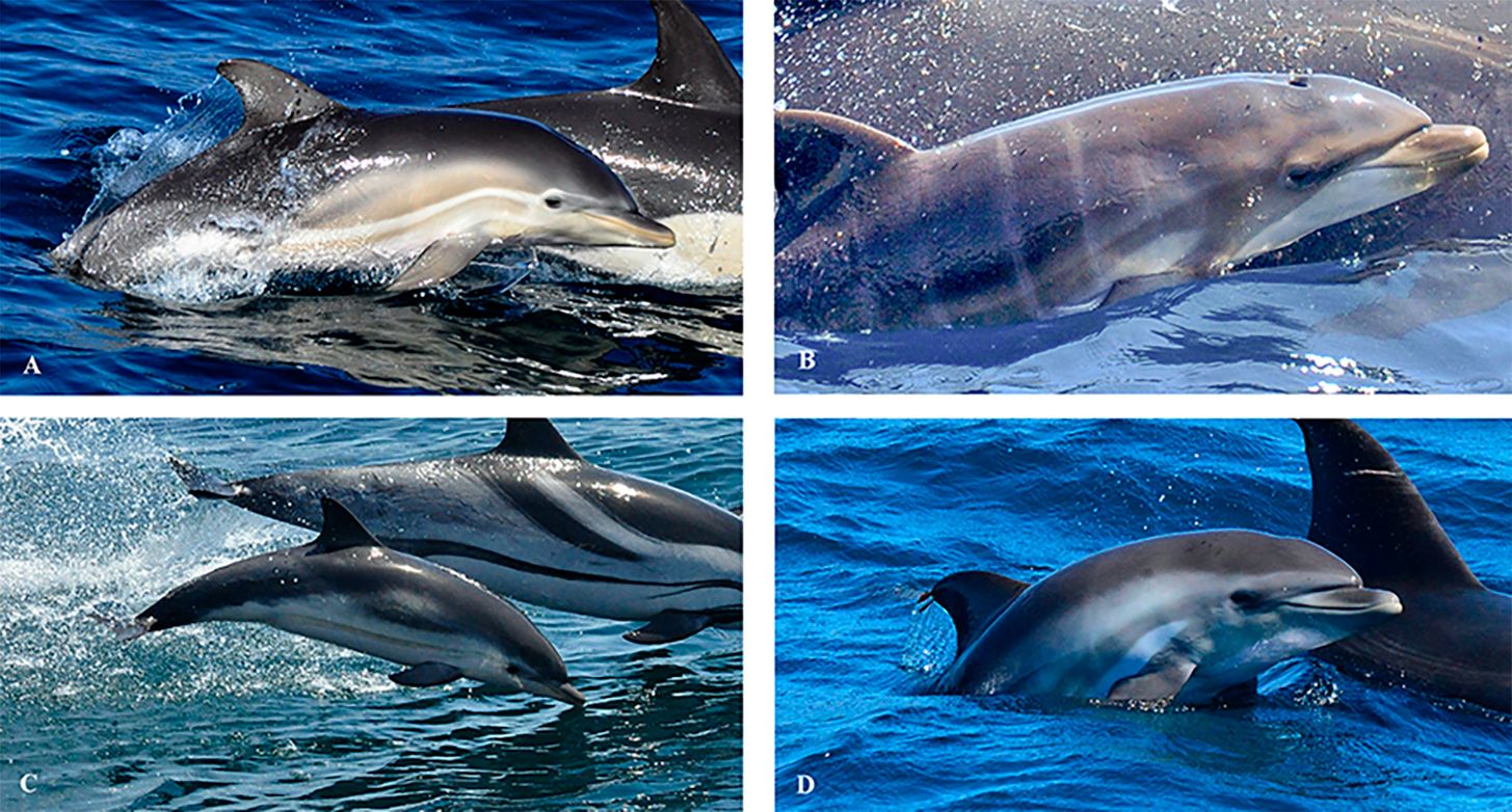 Hallan el primer delfín híbrido del mundo en la Bahía de Algeciras