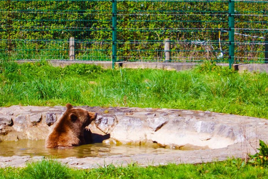 La Senda del Oso1