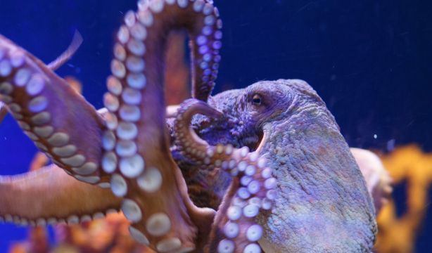 Resuelven el misterio de los brazos del pulpo