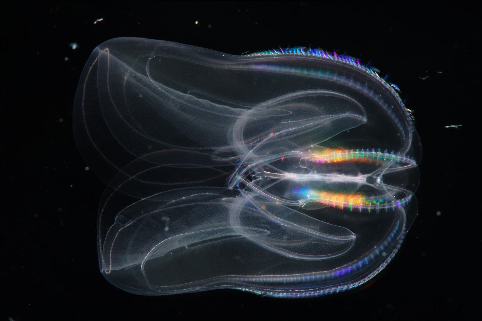 Las medusas peine pueden revertir el envejecimiento Las medusas peine pueden revertir el envejecimiento