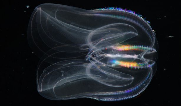 Las medusas peine pueden revertir el envejecimiento