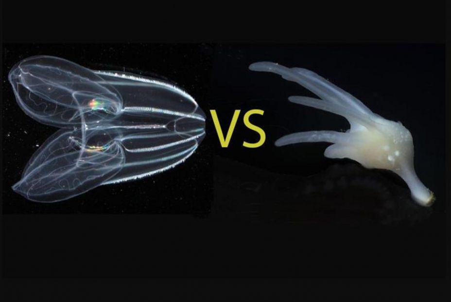 Los científicos han debatido durante mucho tiempo si las medusas peine (izquierda) o las esponjas (derecha) son el grupo hermano de todos los demás animales. Fuente: MBARI Los científicos han debatido durante mucho tiempo si las medusas peine (izquierda) o las esponjas (derecha) son el grupo hermano de todos los demás animales. Fuente: MBARI
