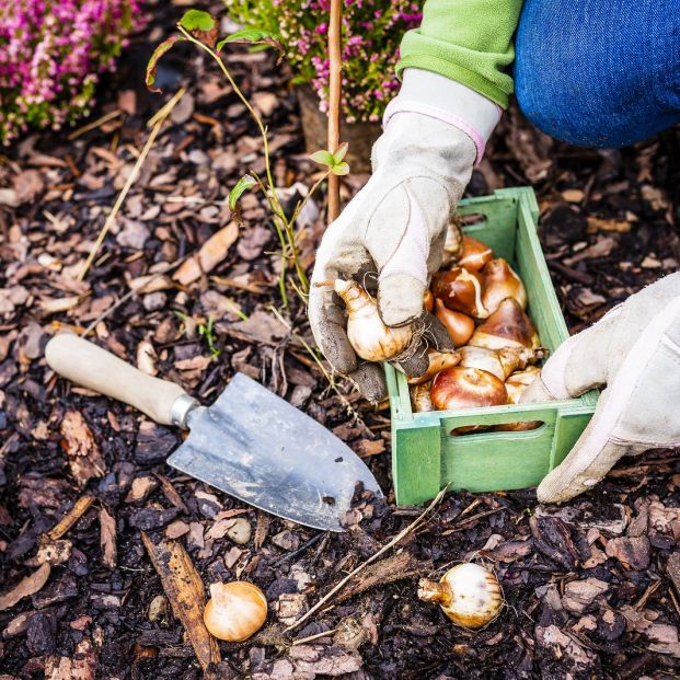 La jardinería: una agradable actividad que es beneficiosa a nivel físico y mental para los mayores