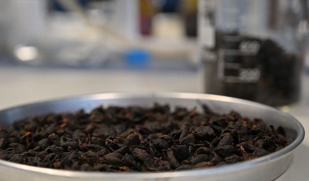 La cáscara del café podría reducir el riesgo de patologías crónicas (Lorenzo Plana)