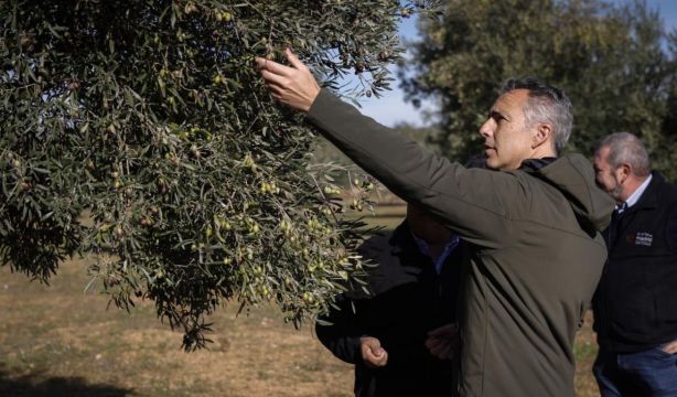El Aceite de Madrid DOP celebra por todo lo alto su primer día de cosecha