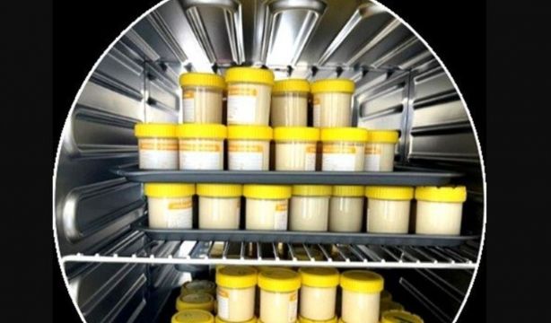 Crean un 'superyogur' de altramuces que promete revolucionar el mercado lácteo. Fuente: Europa Press
