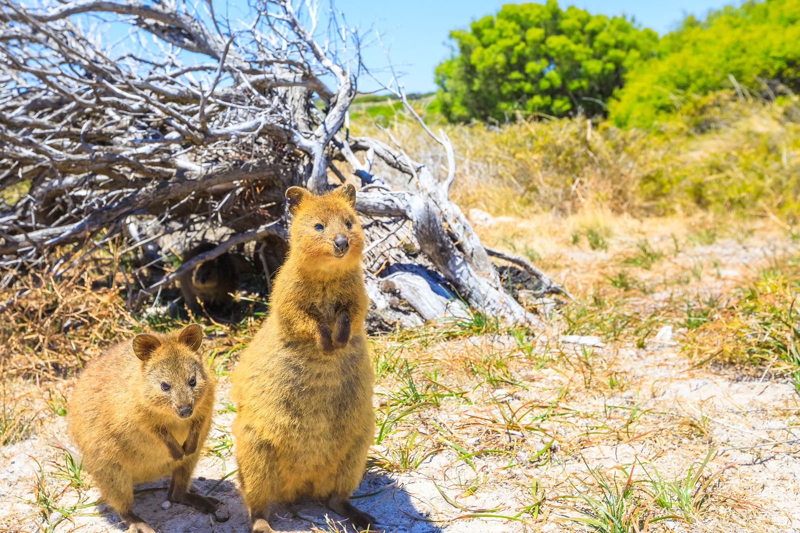 El animal más feliz del planeta (bigstock)