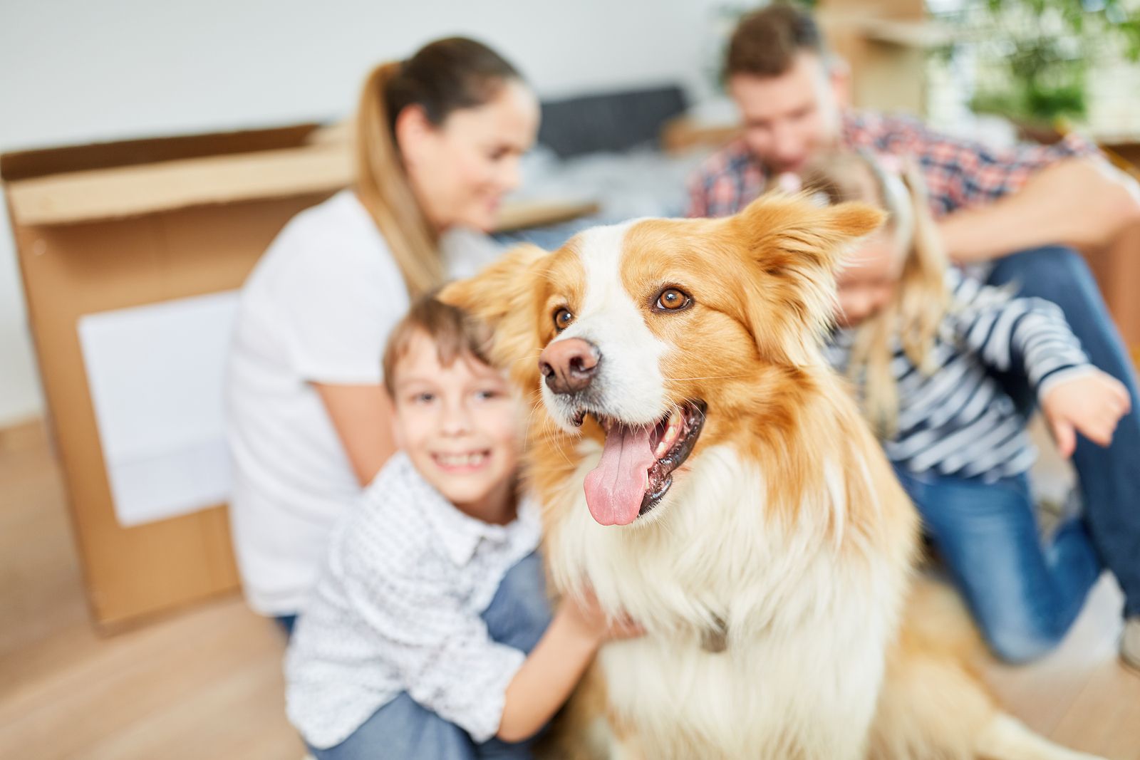 Primeras pautas a seguir con un perro recién adoptado