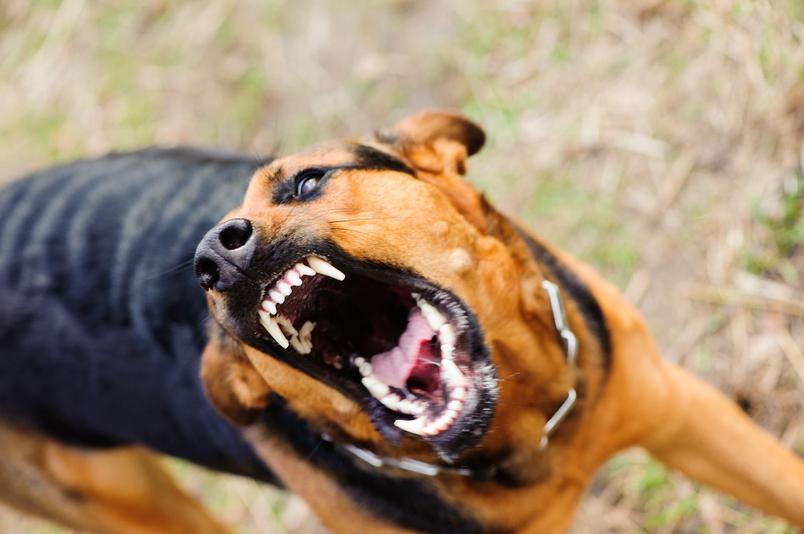 ¿Qué hacer si te muerde un perro? ¿Cuándo debes acudir a un hospital?