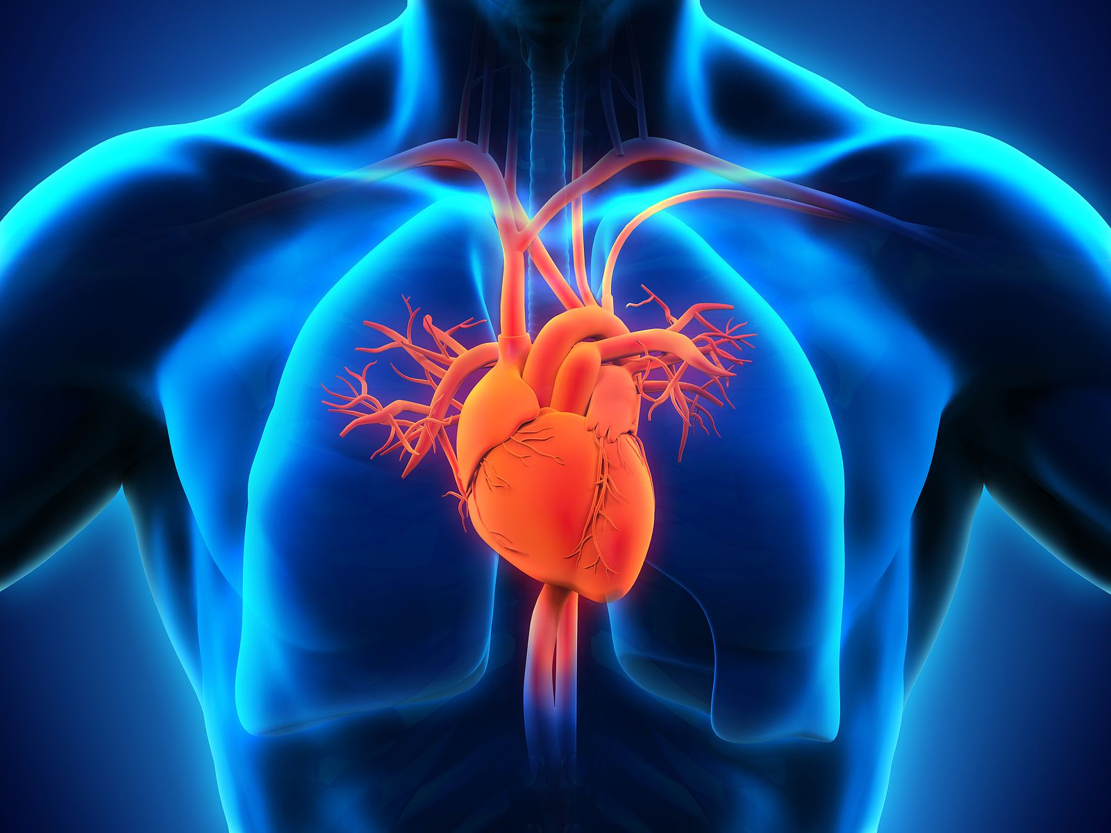 Descubren que la forma del corazón puede determinar el riesgo cardiovascular Descubren que la forma del corazón puede determinar el riesgo cardiovascular