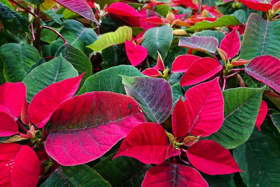 Tres consejos para cuidar una flor de Pascua y que dure hasta el año que viene