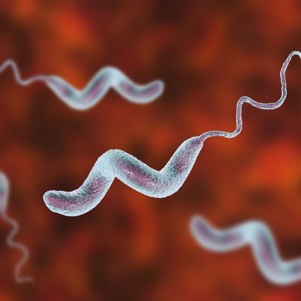 Cómo de detectar una intoxicación por la bacteria Campylobacter