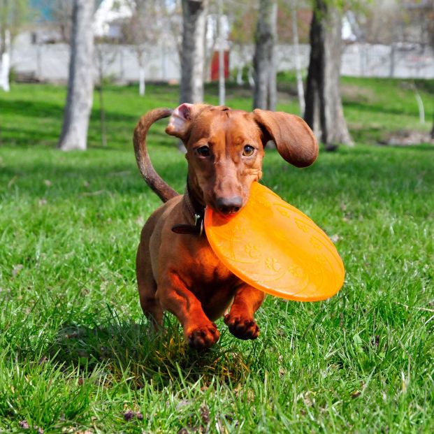 Un perro de la raza dachshund jugando con un frisbee. Fuente: Bigstock Un perro de la raza dachshund jugando con un frisbee. Fuente: Bigstock