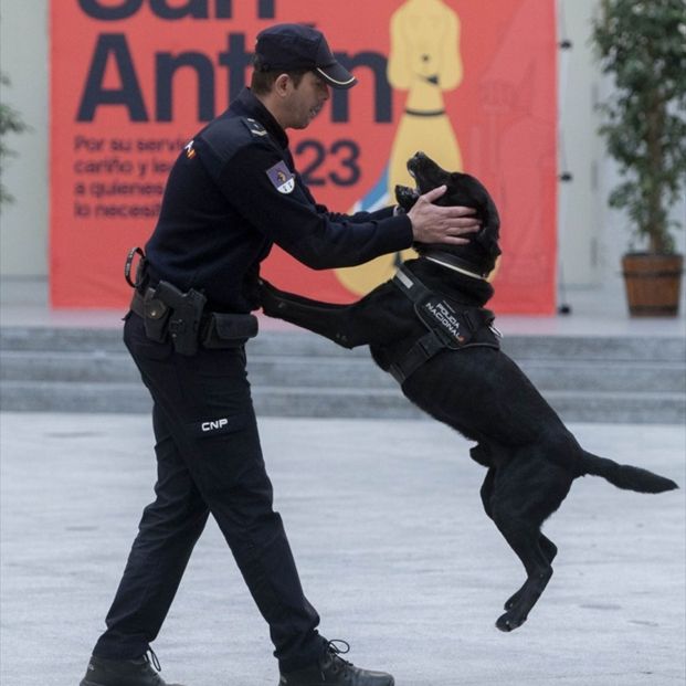 Un policía realiza una demostración con uno de los perros de la Unidad Canina de la Policía Nacional. Fuente: Alberto Ortega / Europa Press Un policía realiza una demostración con uno de los perros de la Unidad Canina de la Policía Nacional. Fuente: Alberto Ortega / Europa Press