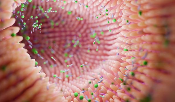 La microbiota intestinal es la clave para una piel saludable: esta es la razón