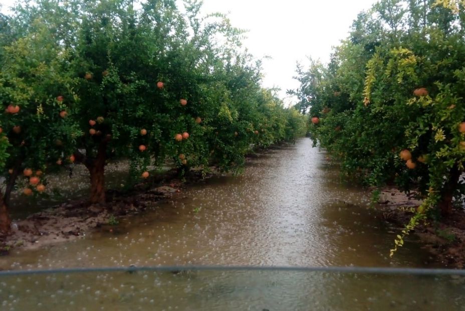 Campos de naranjos anegados tras el paso de la gota fría Campos de naranjos anegados tras el paso de la gota fría