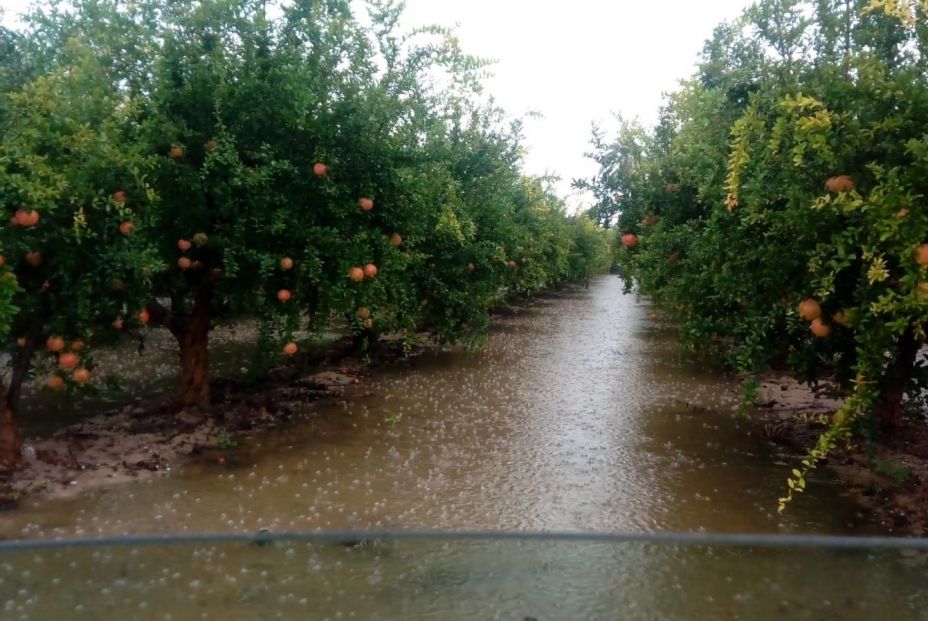 Campos de naranjos anegados tras el paso de la gota fría 