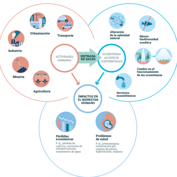 Infografía de las causas y consecuencias de la salinización de los ecosistemas acuáticos. Fuente: CEAB-CSIC Infografía de las causas y consecuencias de la salinización de los ecosistemas acuáticos. Fuente: CEAB-CSIC