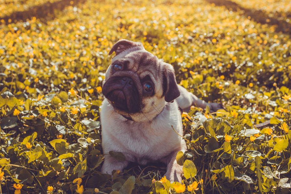 Un perro prestando atención a su dueño. Fuente: Bigstock Un perro prestando atención a su dueño. Fuente: Bigstock