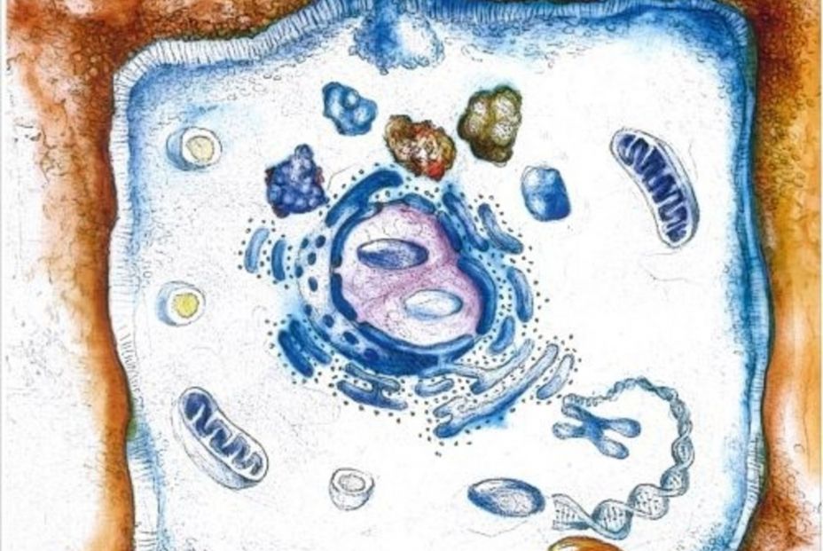 EuropaPress. La clave para el tratamiento de la infección por Helicobacter pylori: terapias con Bismuto EuropaPress. La clave para el tratamiento de la infección por Helicobacter pylori: terapias con Bismuto