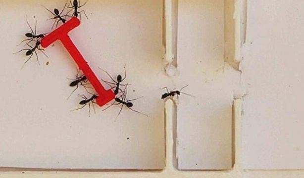 EuropaPress ¿Quién resuelve mejor problemas en grupo? La ciencia apunta a las hormigas