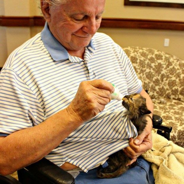 Enfermos con alzhéimer cuidan gatitos 